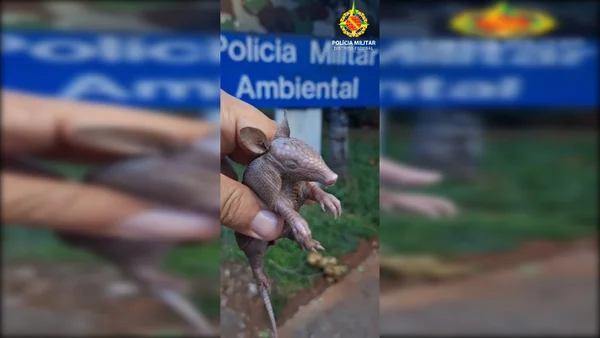 Filhote de tatu - Metrópoles